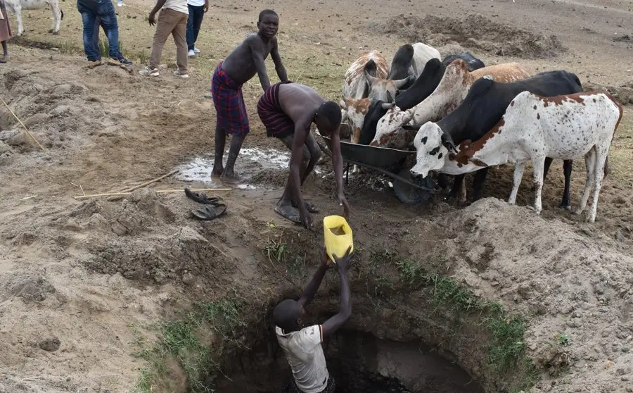 Sand dams and drought-tolerant seed: DRESS-EA in Uganda’s cattle corridor